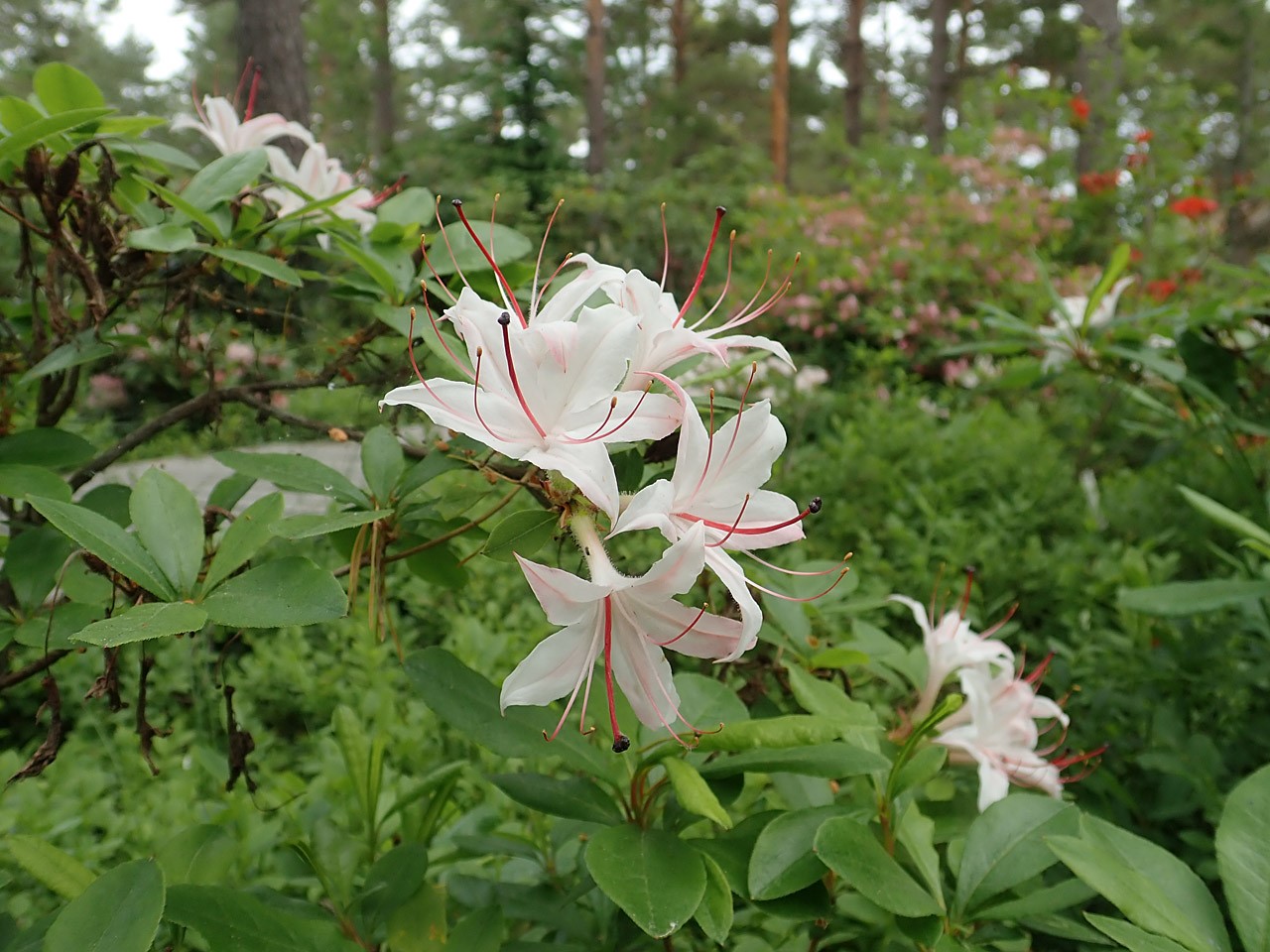 R. arborescens